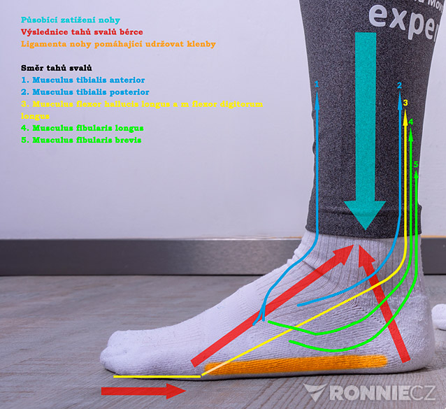 Lidská noha jako základ bezbolestného pohybu a zdraví