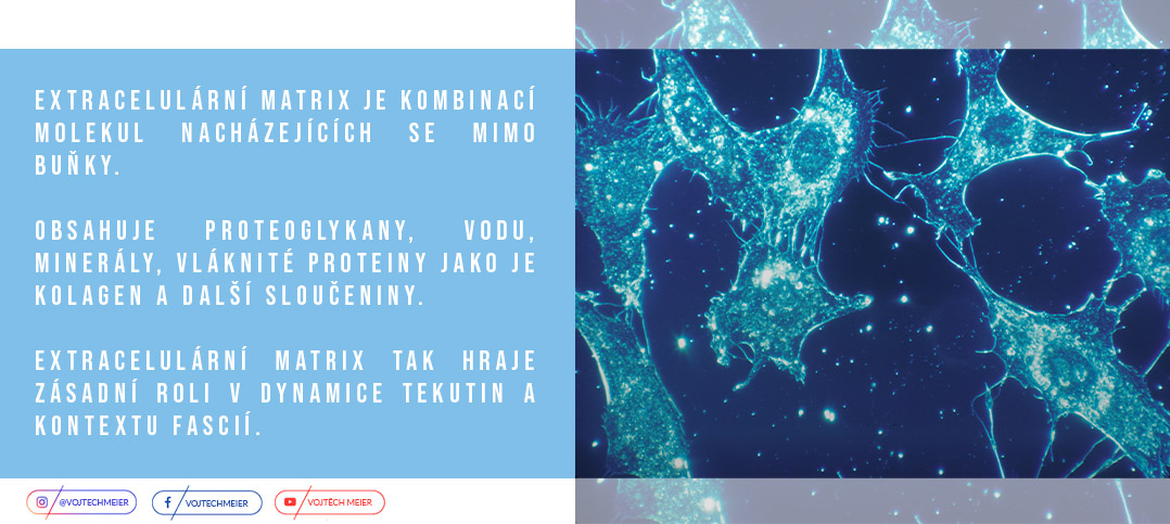 Dynamika tekutin v kontextu extracelul�rn� matrix 